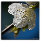 Kirschblüte nach dem Regen