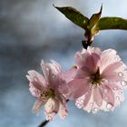 Kirschblüte nach dem Regen