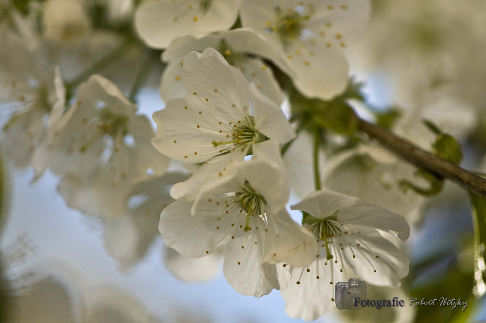 Kirschblüte - Nanami