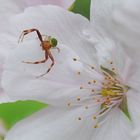 Kirschblüte nicht nur für Bienen !