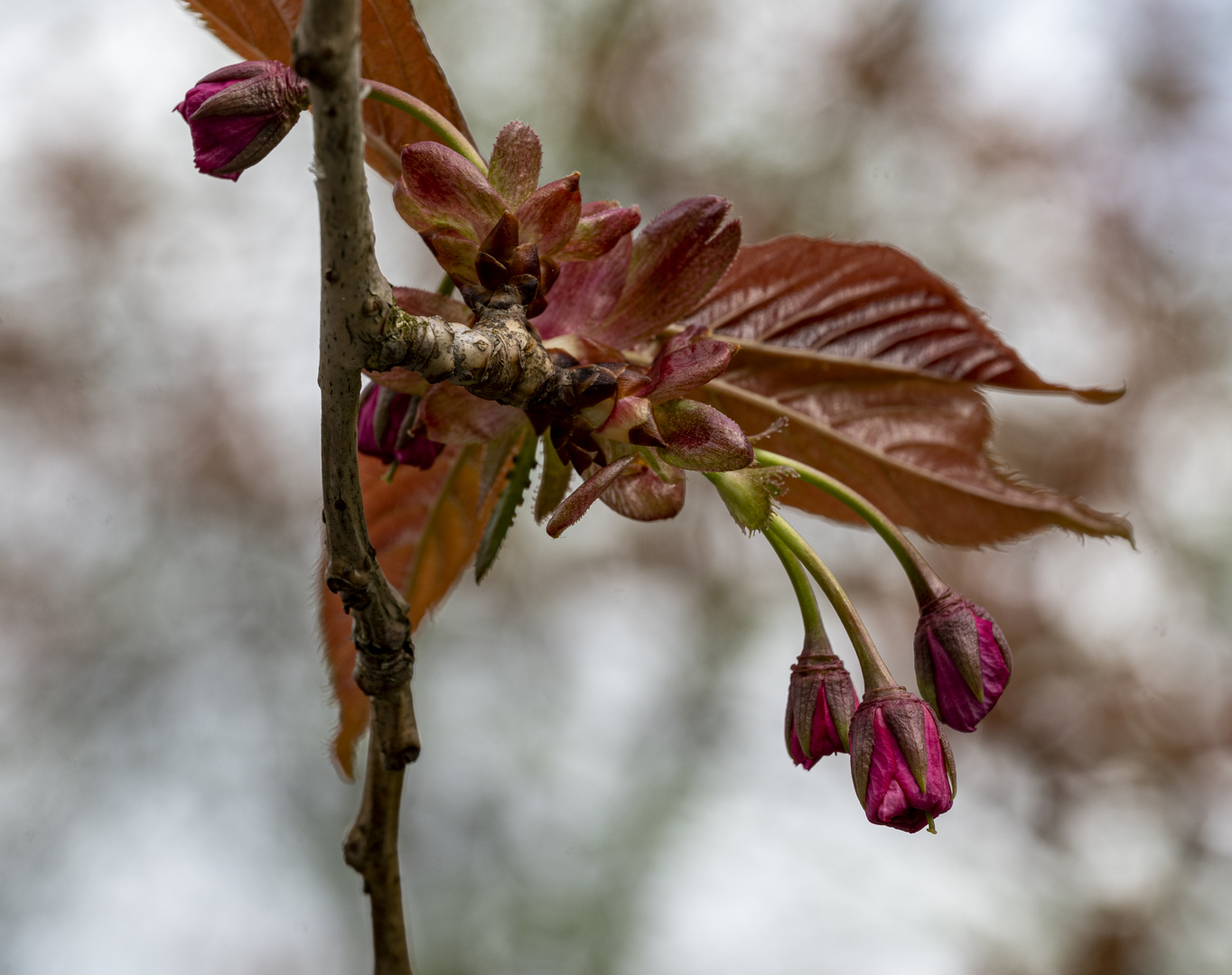 Kirschblüte, noch eine Woche warten.