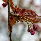 Kirschblüte, noch eine Woche warten.