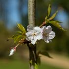 Kirschblüte Nr. 2