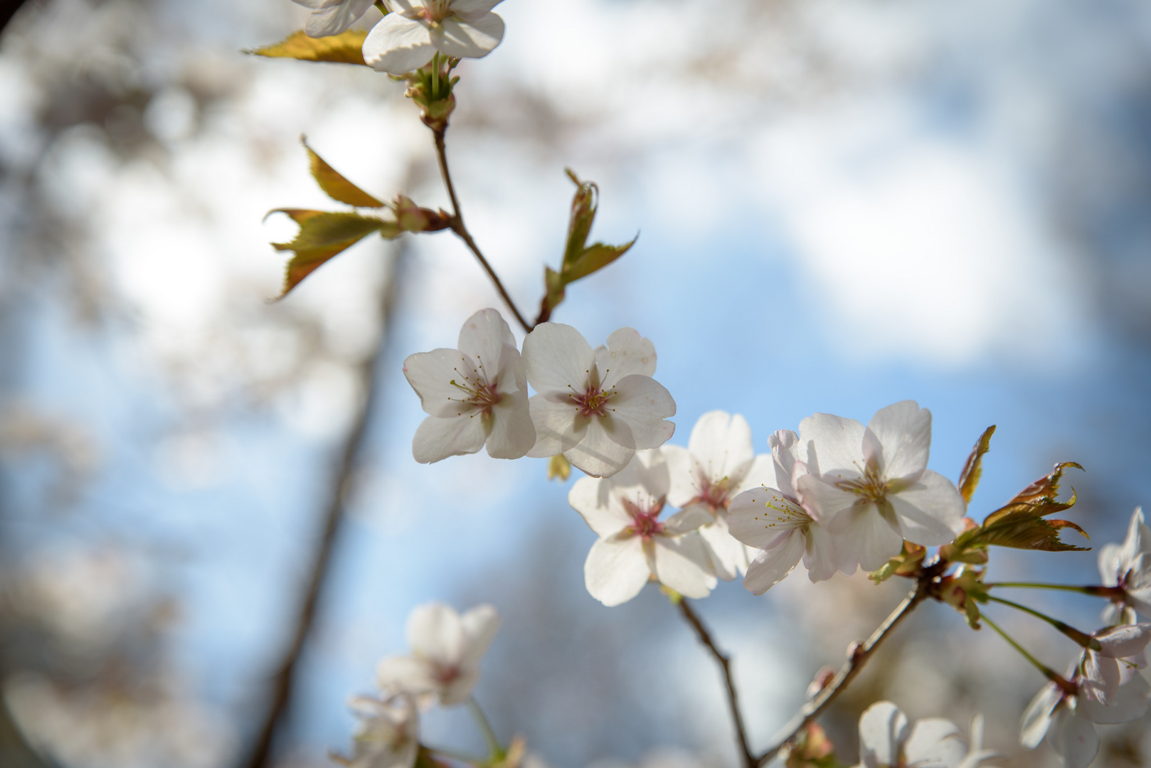 Kirschblüte Nr.1