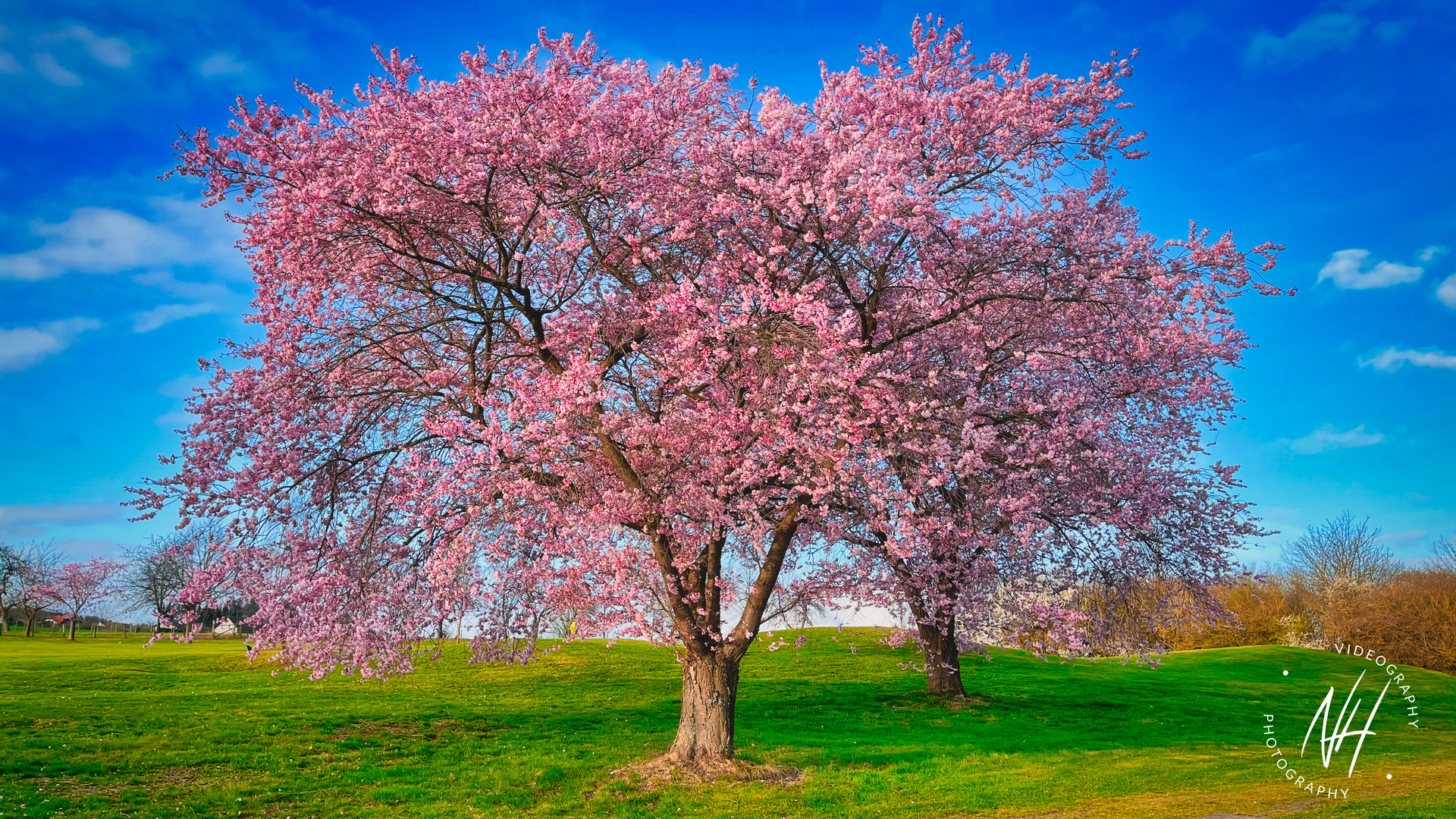 Kirschblüte Ostersamstag