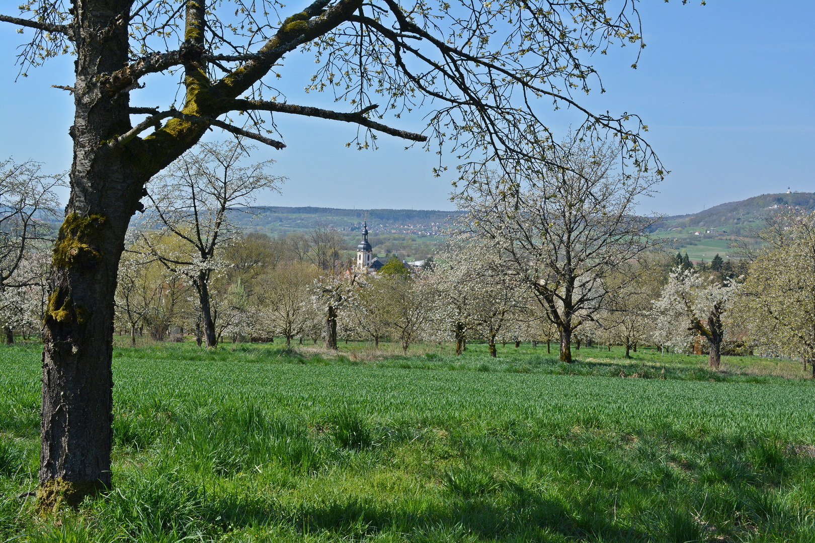 Kirschblüte Pretzfeld 2015 II