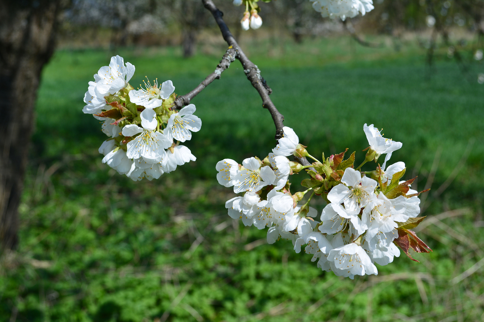 Kirschblüte Pretzfeld 2015 III