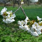 Kirschblüte Pretzfeld 2015 III