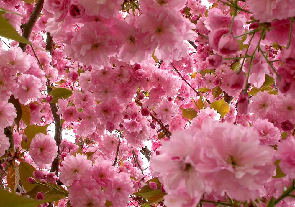 Kirschblüte (Prunus sargentii)