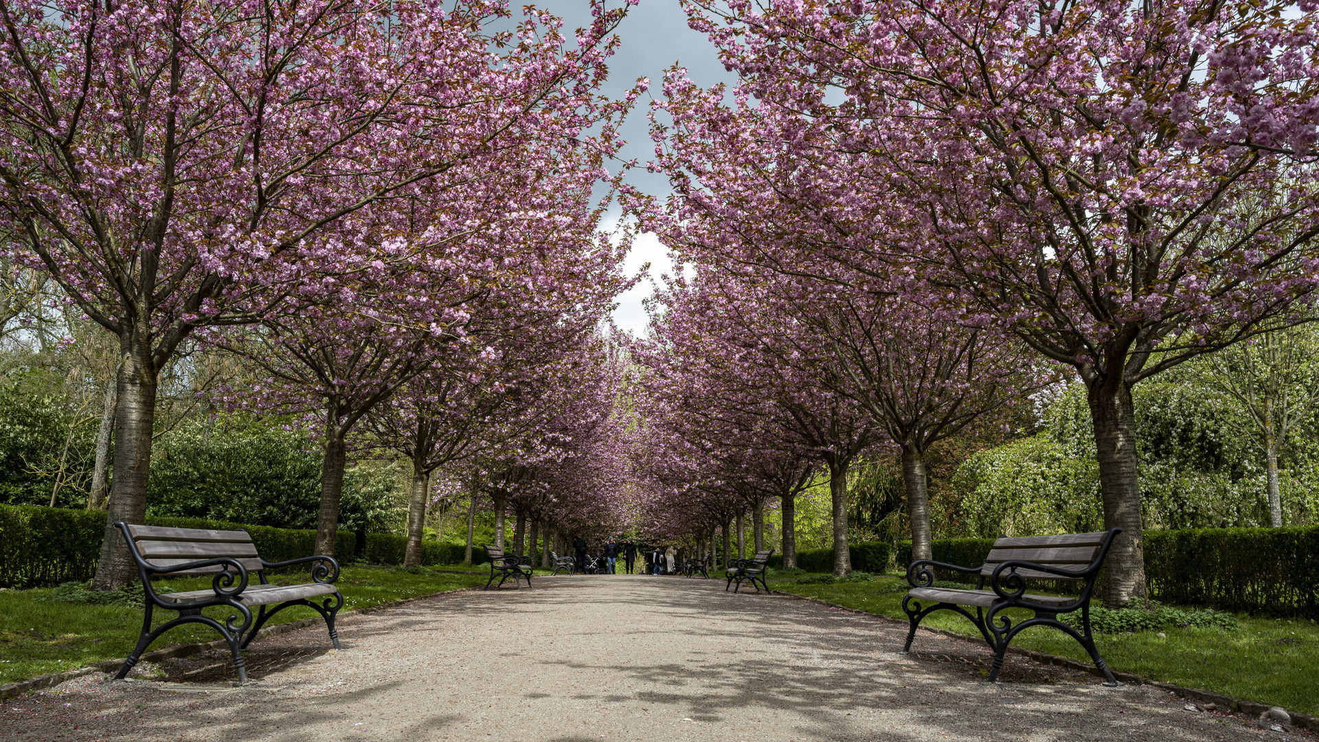 Kirschblüte - Rombergpark