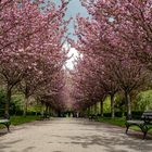 Kirschblüte - Rombergpark