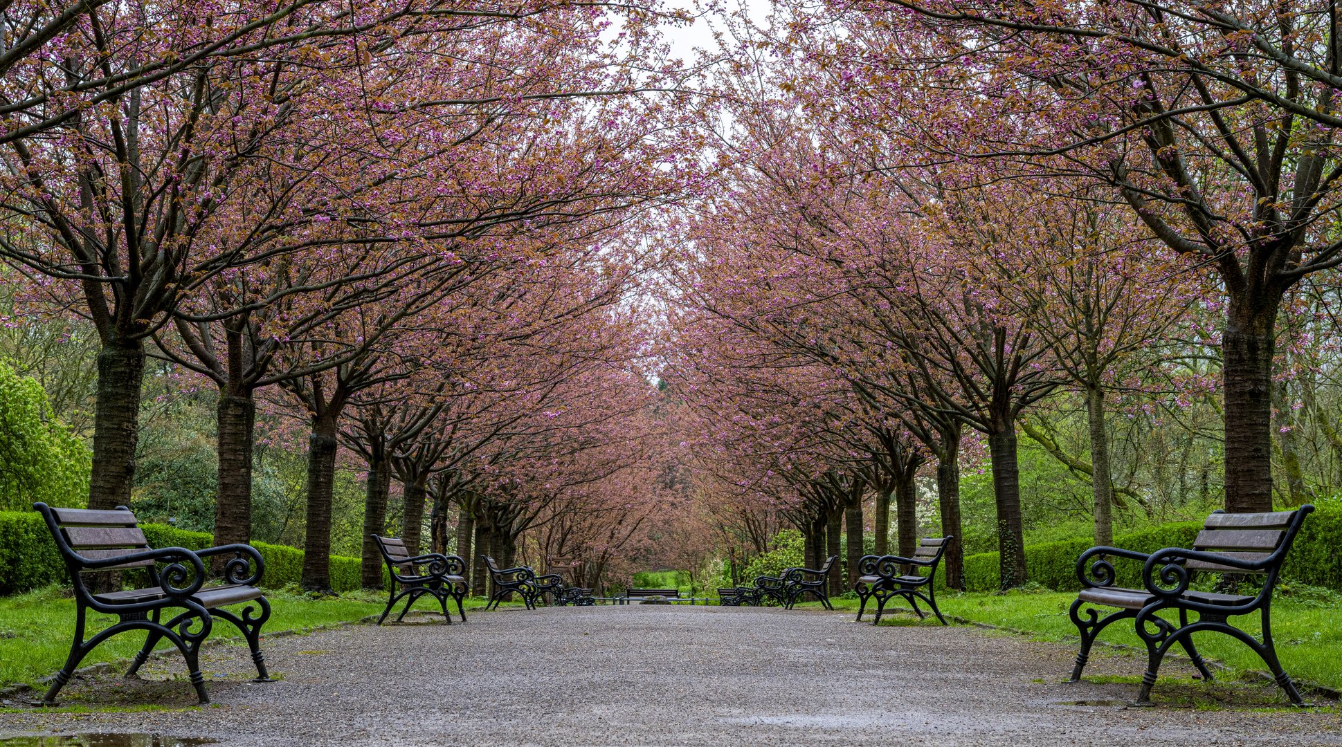 Kirschblüte - Rombergpark