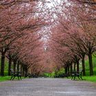 Kirschblüte - Rombergpark