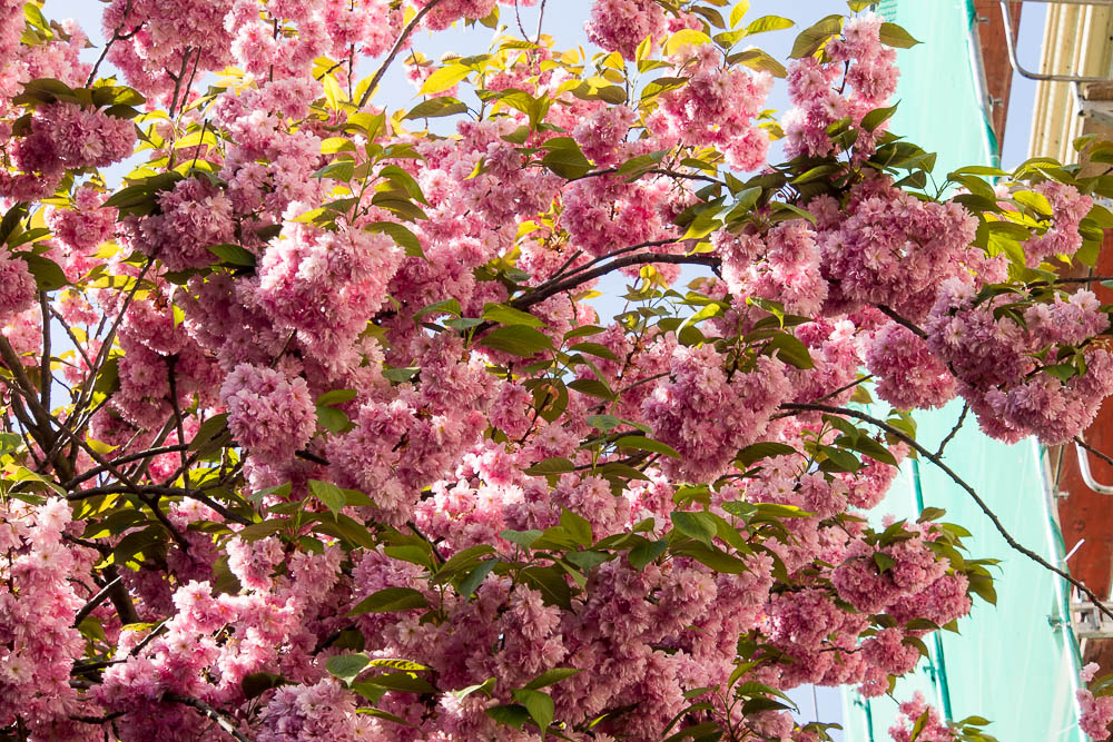 Kirschblüte rosa