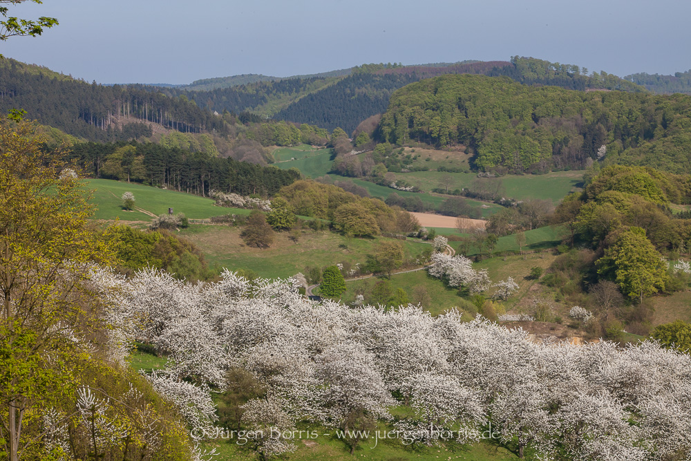 Kirschblüte - Rühler Schweiz - Weserbergland