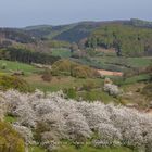 Kirschblüte - Rühler Schweiz - Weserbergland