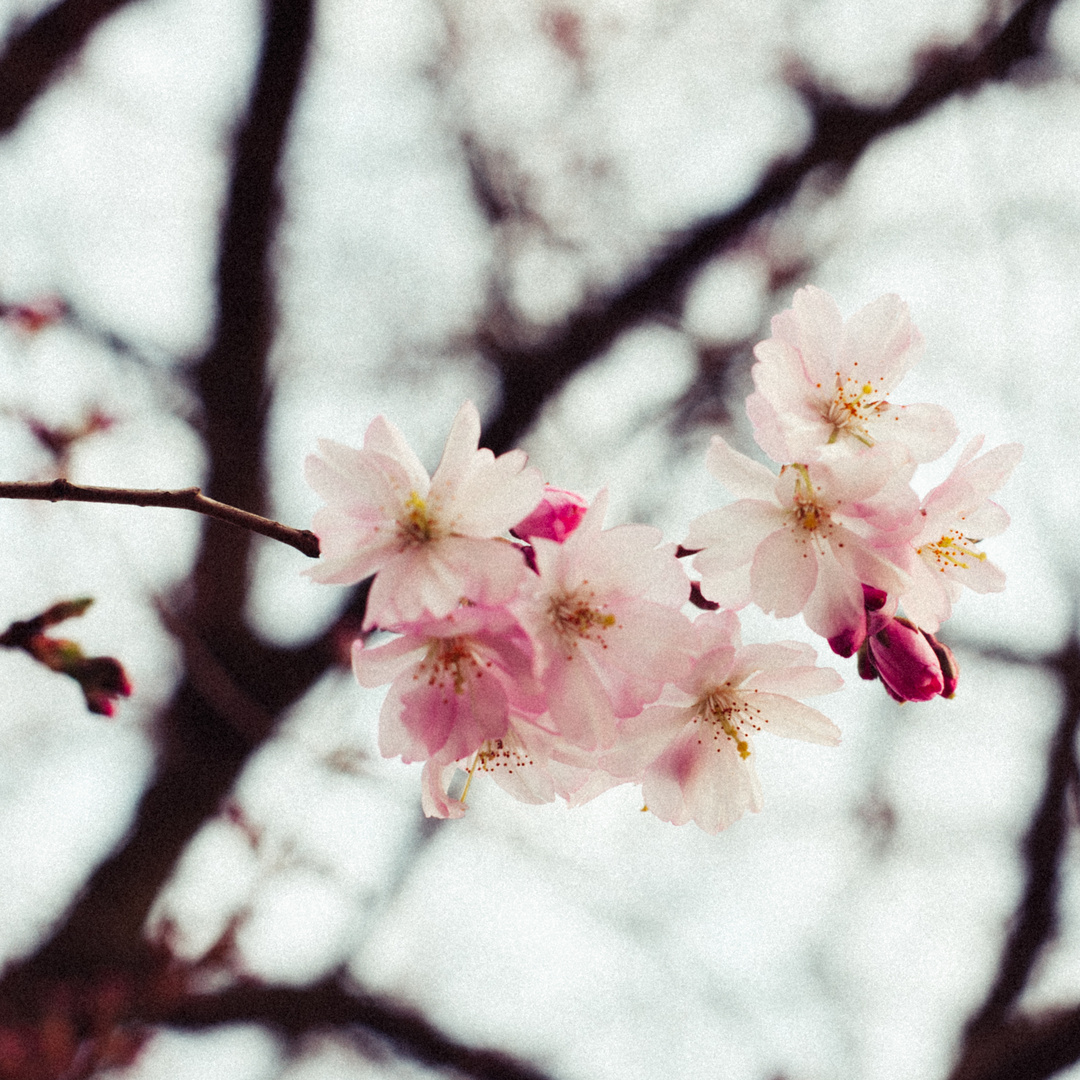 Kirschblüte: Siegen im Frühling 2019