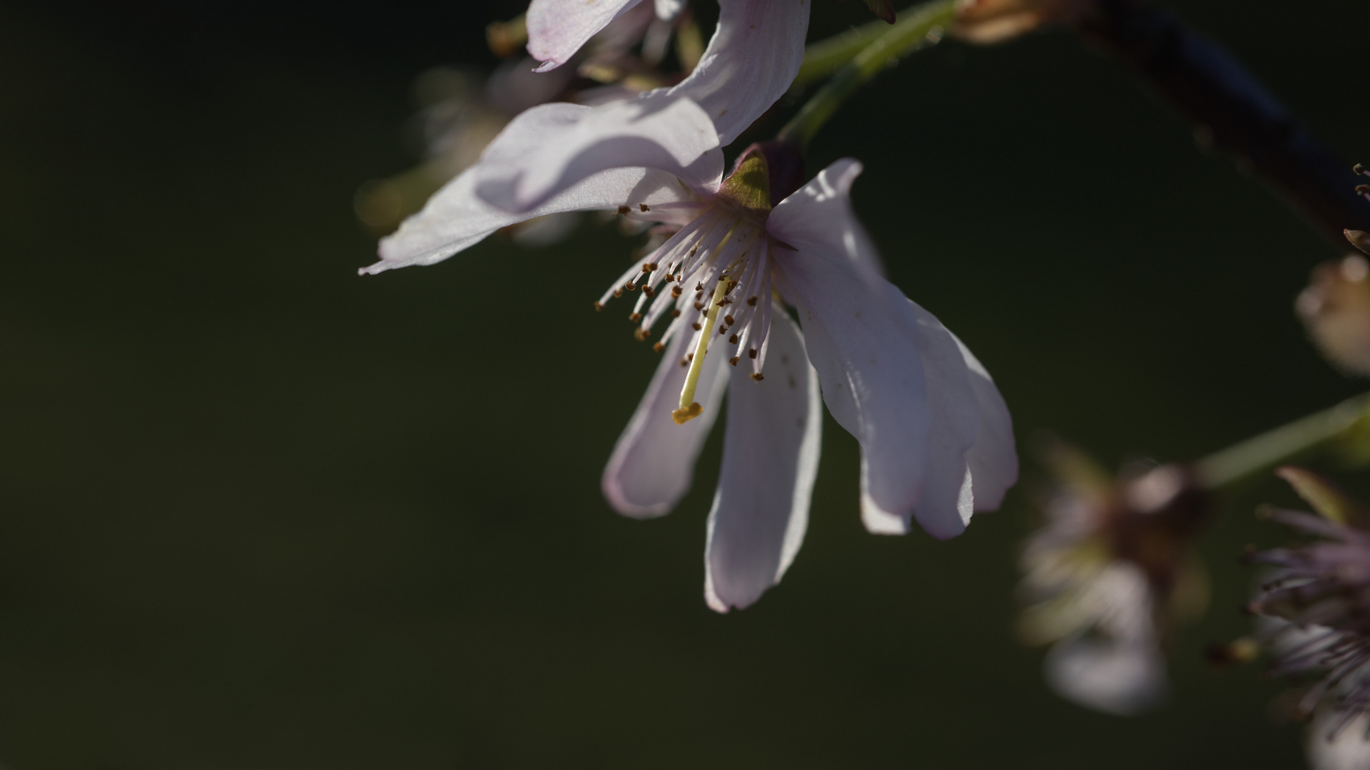 Kirschblüte solo