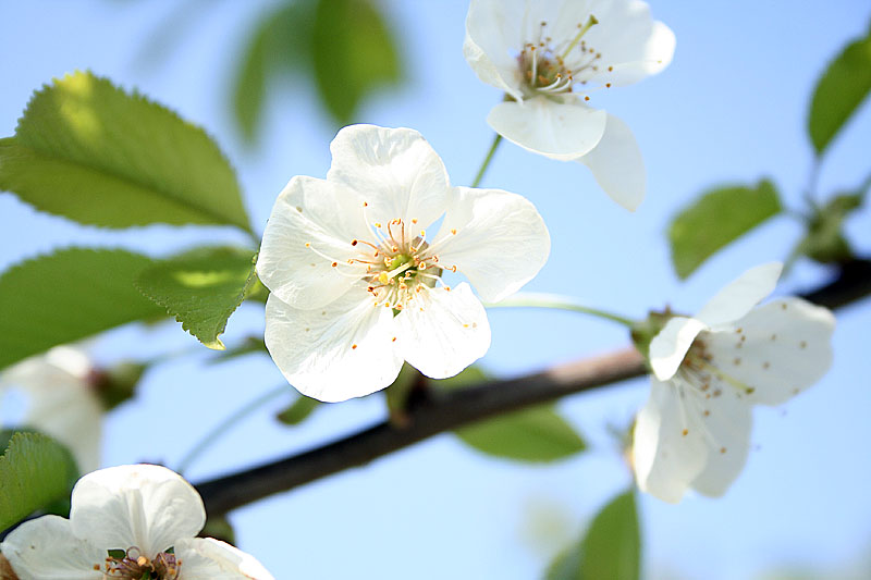 Kirschblüte (Sommer 2008)