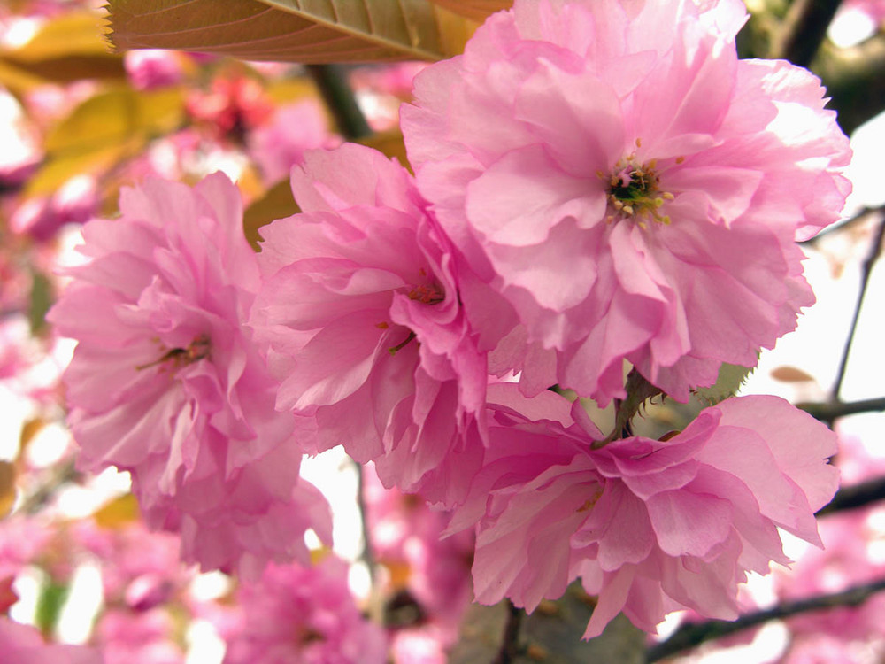 Kirschblüte spontan