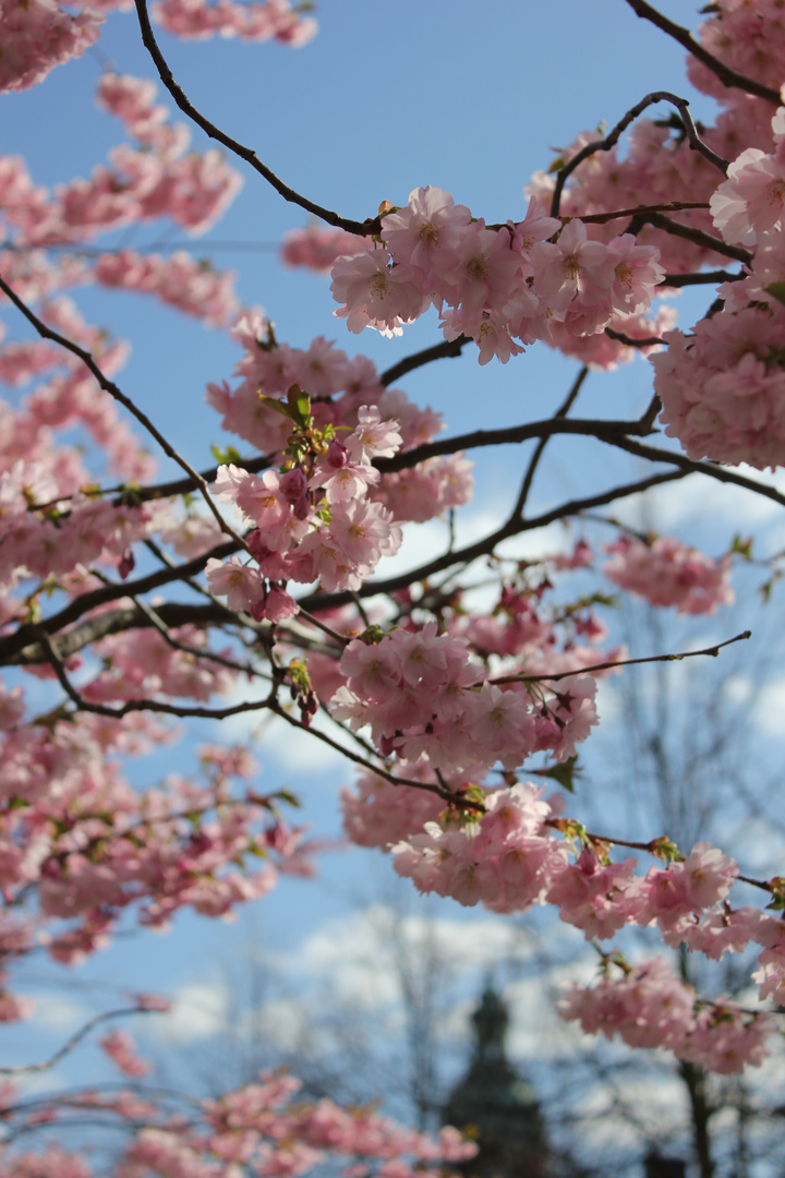 Kirschblüte Stockholm