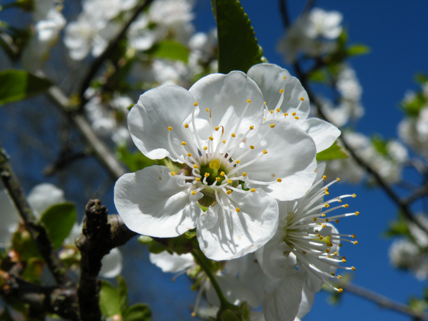 Kirschblüte Süßkirsche