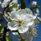 Kirschblüte Süßkirsche