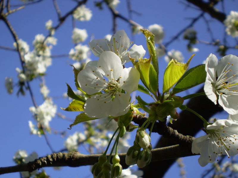 Kirschblüte (Testbild)