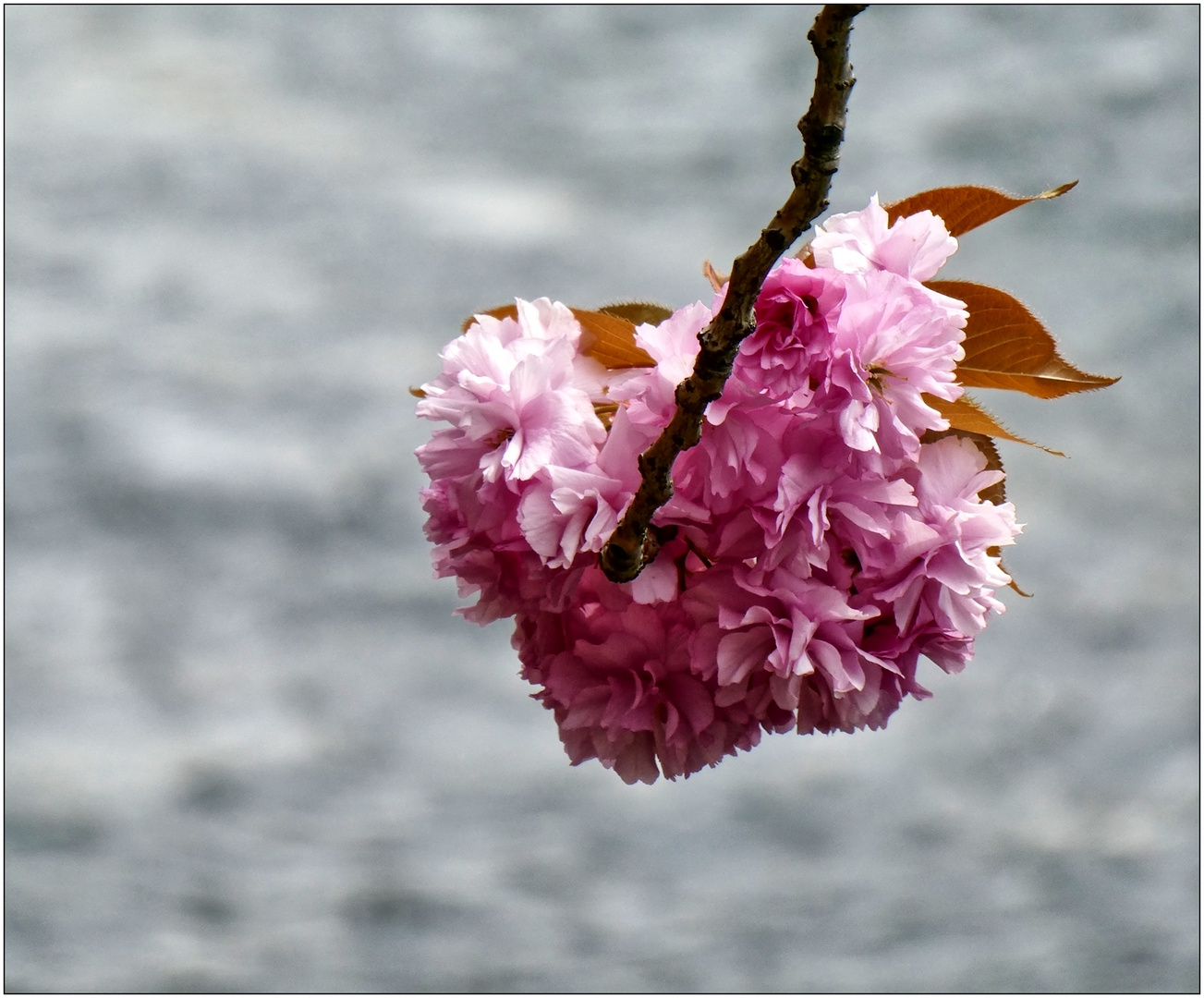 Kirschblüte über dem Wupperwasser