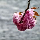 Kirschblüte über dem Wupperwasser