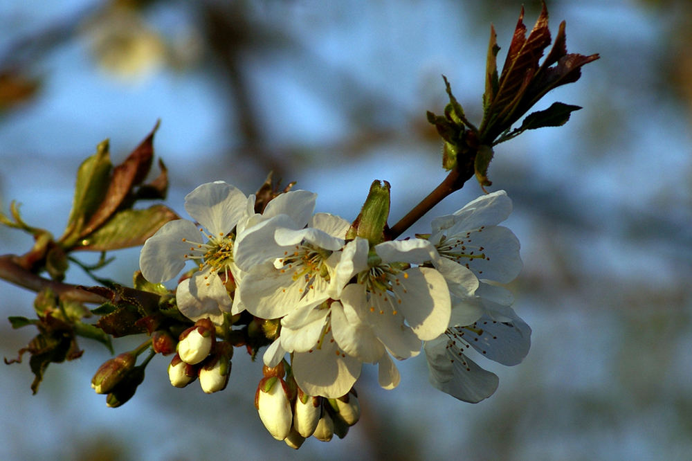 Kirschblüte um 19.00 Uhr