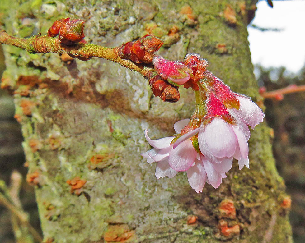 Kirschblüte um 7.55 Uhr...