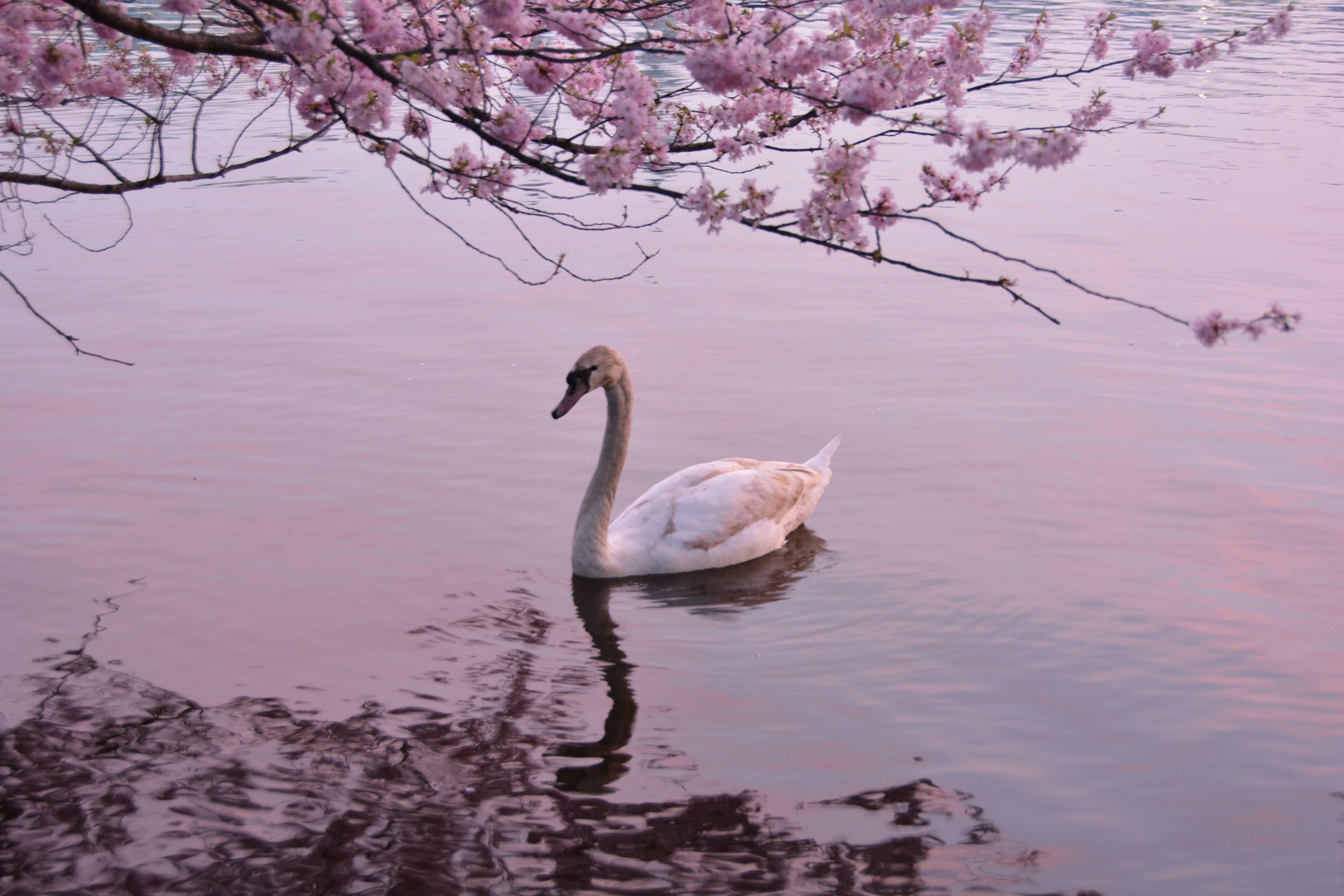 Kirschblüte und Alsterschwan in Rosa