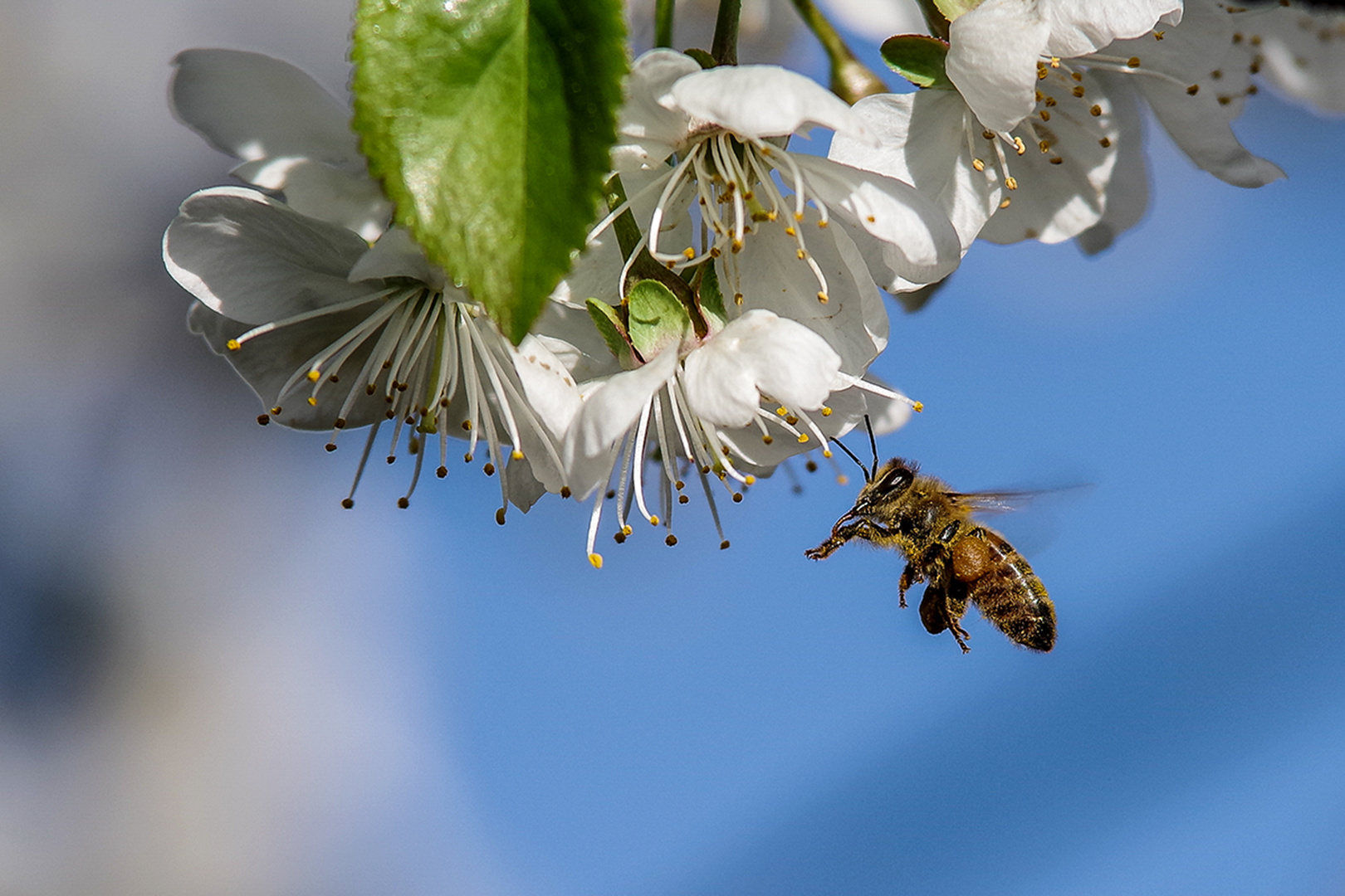 Kirschblüte und Biene