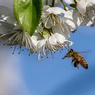 Kirschblüte und Biene