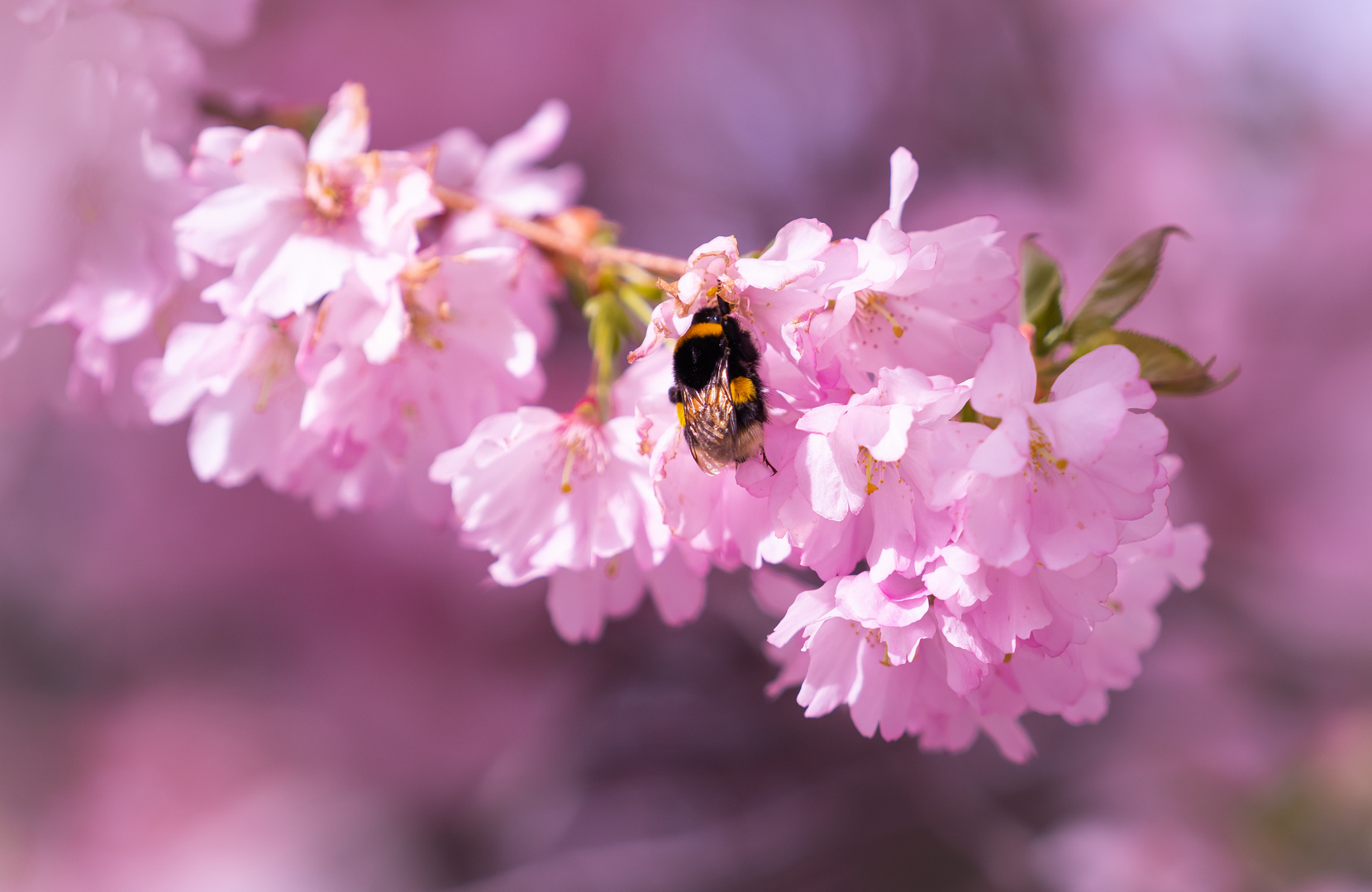 Kirschblüte und Hummel