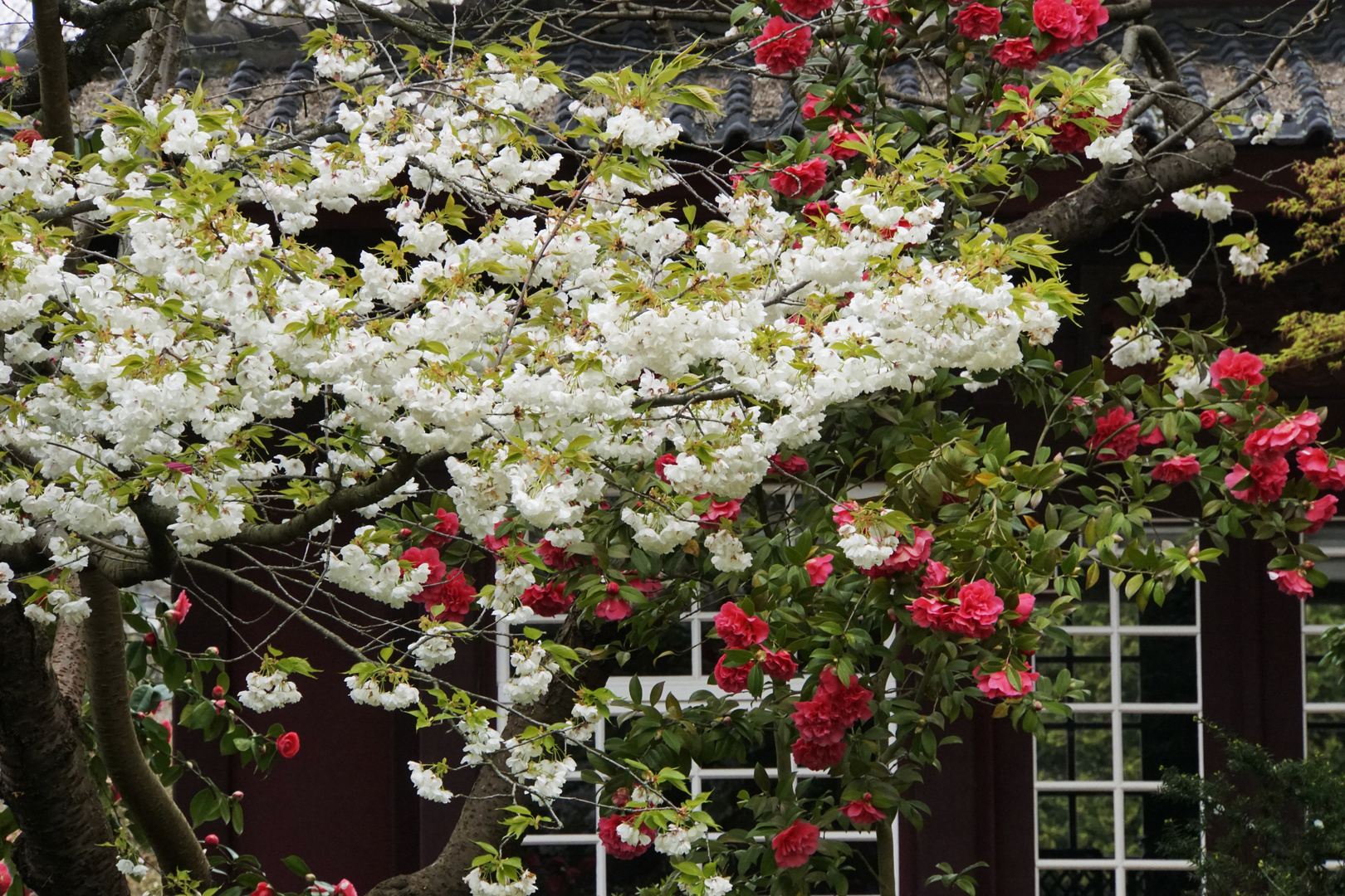 Kirschblüte und Kamelie