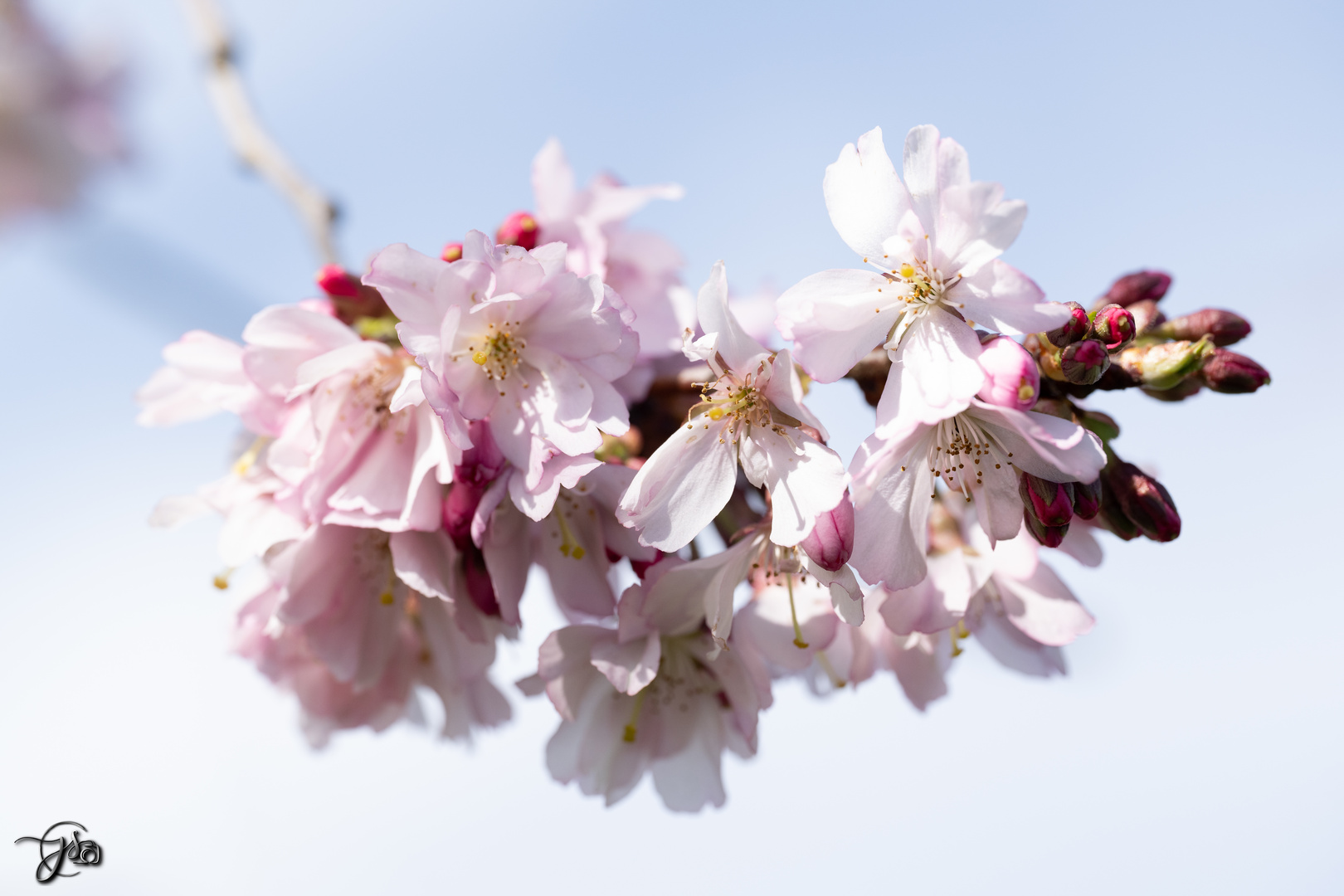 Kirschblüte und Mangnolienblüte Schlossgarten Schwetzingen