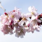 Kirschblüte und Mangnolienblüte Schlossgarten Schwetzingen