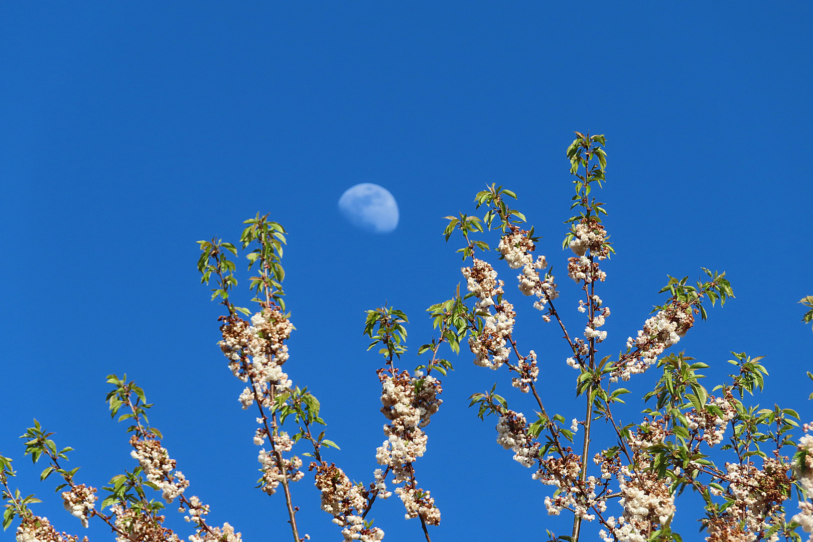 Kirschblüte und Mond 