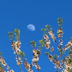 Kirschblüte und Mond 