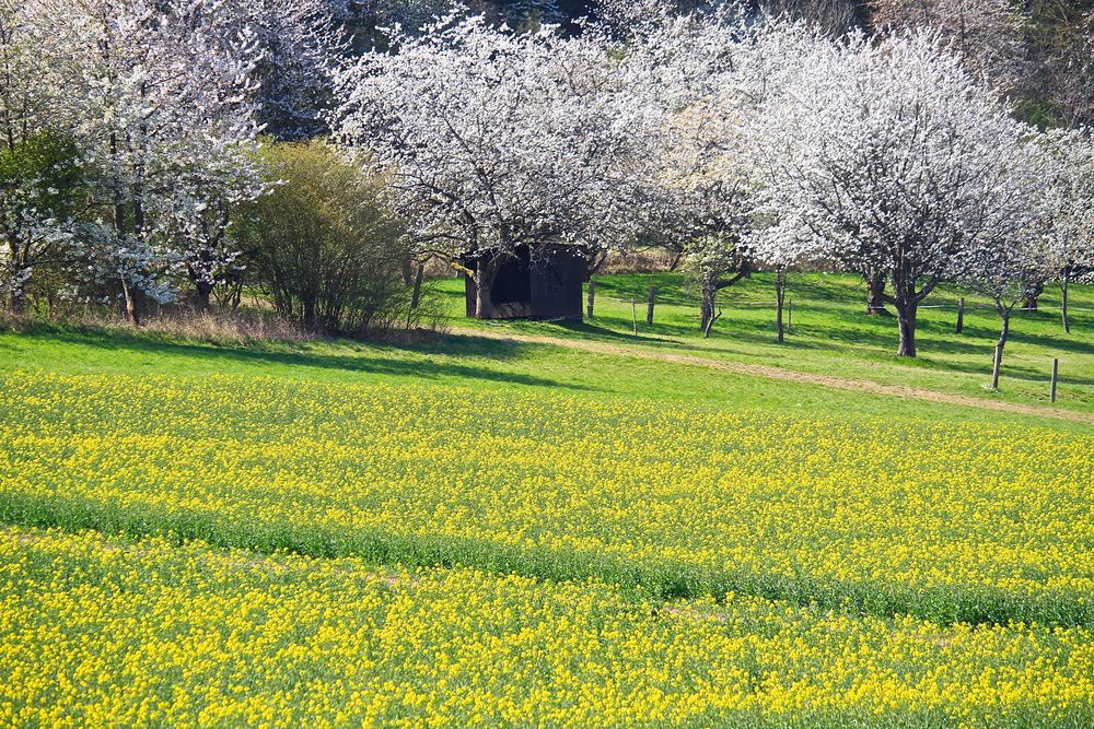 Kirschblüte und Raps