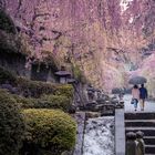 Kirschblüte und Regen