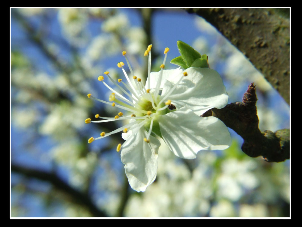 Kirschblüte unter blauem Himmel