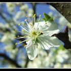 Kirschblüte unter blauem Himmel