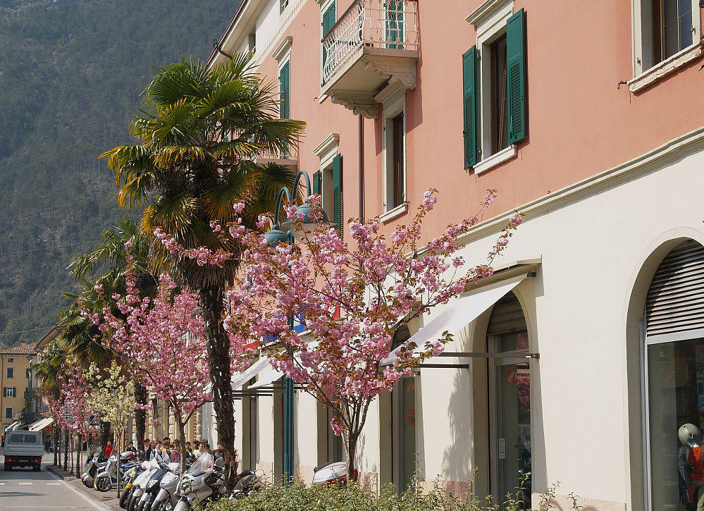 Kirschblüte unter Palmen