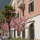 Kirschblüte unter Palmen