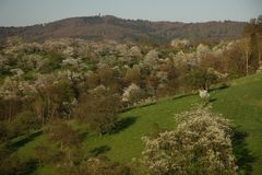 Kirschblüte + Vogler