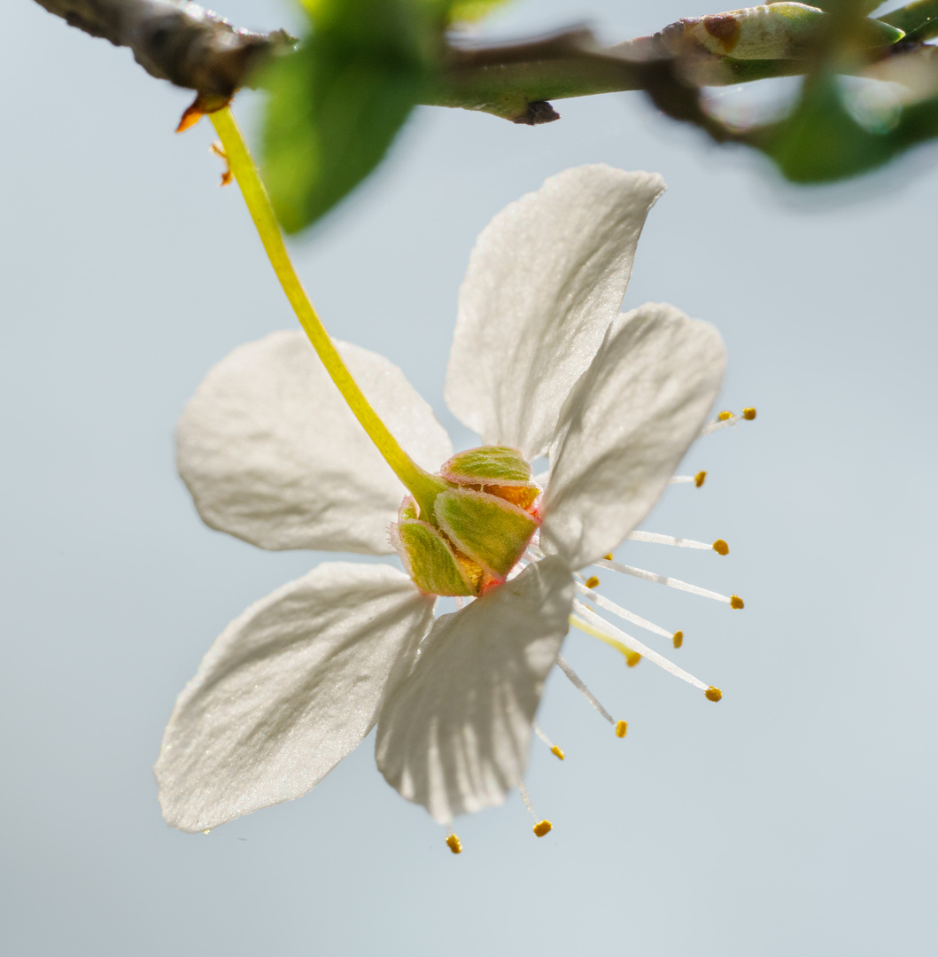 Kirschblüte von hinten