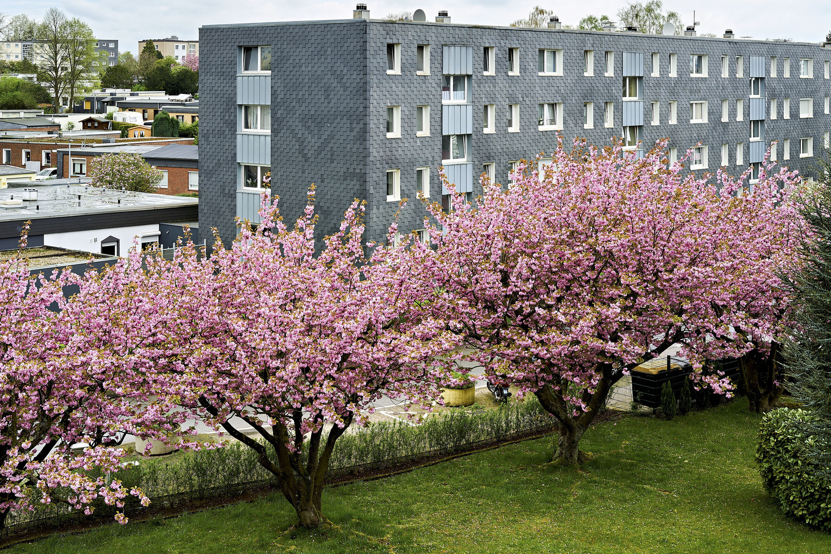 Kirschblüte vor dem Balkon